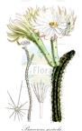 Praecereus saxicola