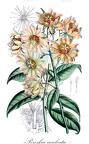 Pereskia aculeata