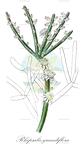 Rhipsalis grandiflora