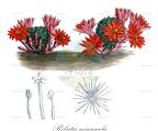 Rebutia minuscula