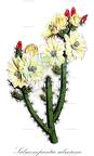 Salmonopuntia salmiana