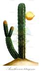 Acanthocereus tetragonus