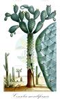 Consolea moniliformis