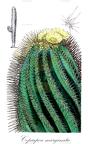 Copiapoa marginata