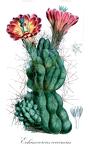 Echinocereus coccineus