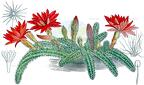 Chamaecereus silvestrii