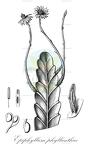 Epiphyllum phyllanthus