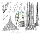 Lepidopilum erectiusculum
