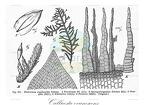 Callicosta evanescens