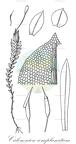 Calomnion complanatum