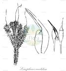 Leucophanes candidum