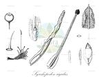 Syrrhopodon rigidus