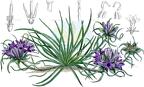 Edraianthus tenuifolius