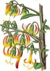 Musschia wollastonii