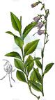 Adenophora liliifolia