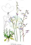 Lobelia erinus