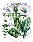 Ostrowskia magnifica