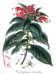Centropogon cornutus