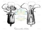Cyananthus lobatus