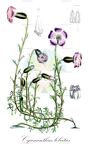Cyananthus lobatus