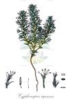 Cyphocarpus rigescens