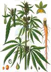 Cannabis sativa