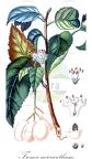 Trema micranthum