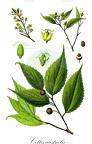 Celtis australis