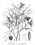 Thilachium angustifolium