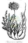 Pycnocomon rutifolium