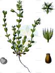 Arenaria serpyllifolia