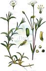 Cerastium arvense