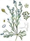 Corrigiola litoralis