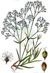 Gypsophila paniculata