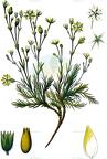 Minuartia verna