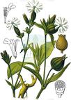 Silene latifolia