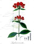 Lychnis coronata