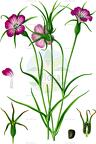 Agrostemma githago