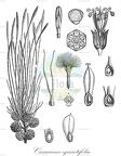 Casuarina equisetifolia