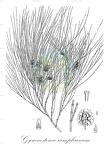 Gymnostoma rumphianum