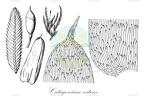 Catagonium nitens