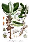 Microtropis ramiflora