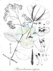 Prionostemma aspera
