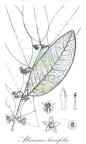 Allocassine laurifolia