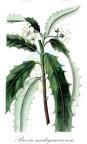 Brexia madagascariensis