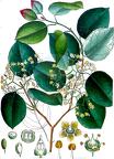 Elaeodendron glaucum