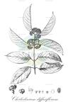Cheiloclinium diffusiflorum