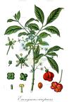 Euonymus europaeus
