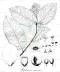 Hylenaea comosa