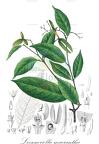 Loeseneriella macrantha